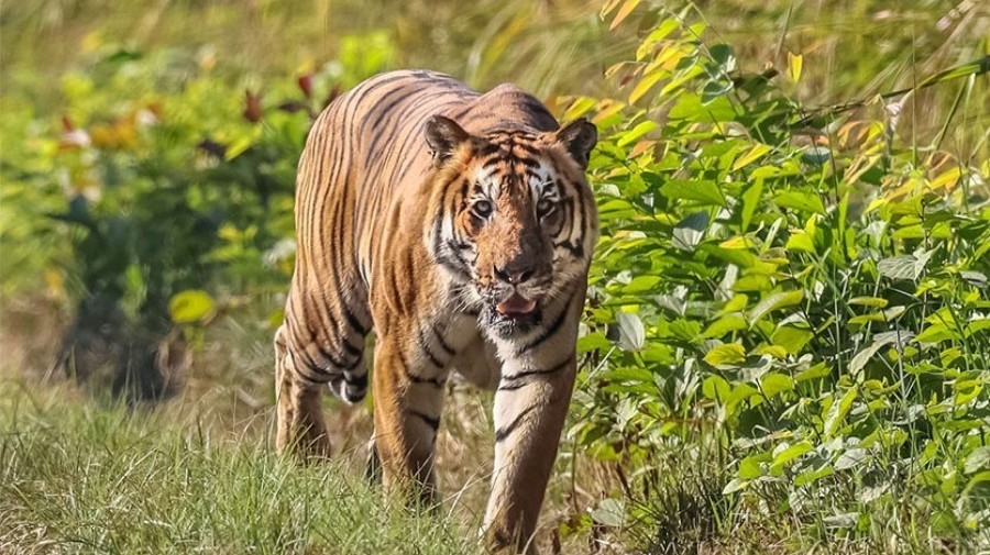 कैलालीको धनगढीमा बाघ देखिएपछि स्थानीय त्रसित